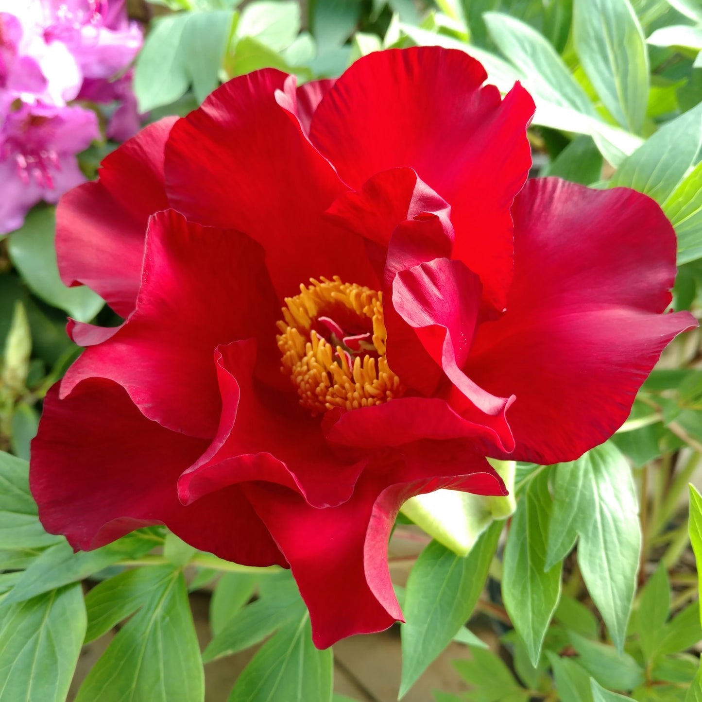 Itoh Peony Scarlet Heaven (Paeonia)