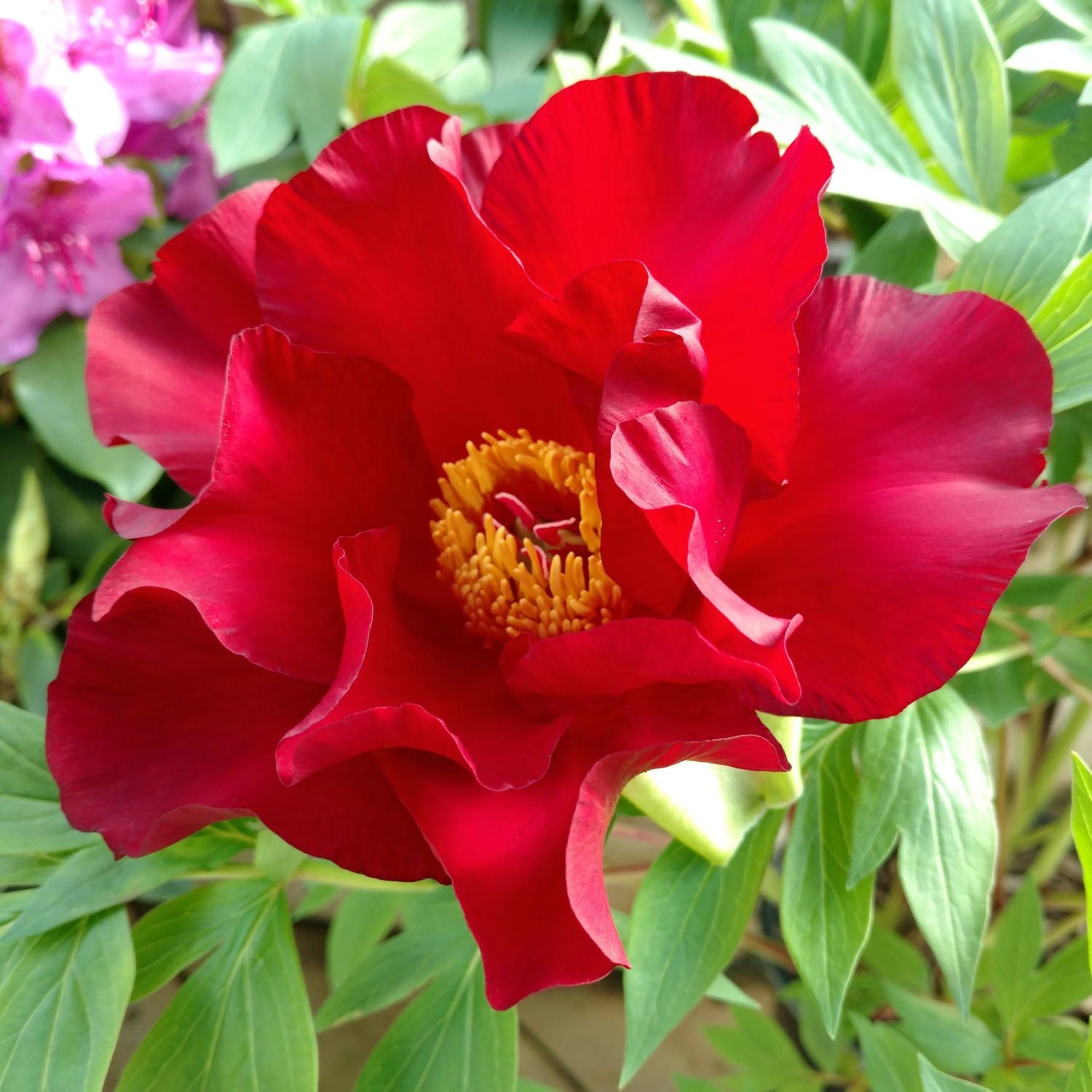 Itoh Peony Scarlet Heaven (Paeonia)