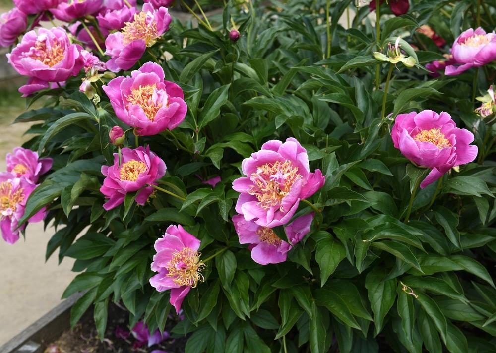 Itoh Peony Luxuriant (Paeonia)