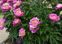 Itoh Peony Luxuriant (Paeonia)