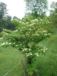 Pagoda Dogwood (Cornus alternifolia) - Ladybird Nursery