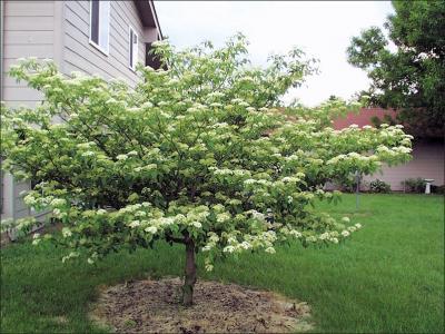 Pagoda Dogwood (Cornus alternifolia)
