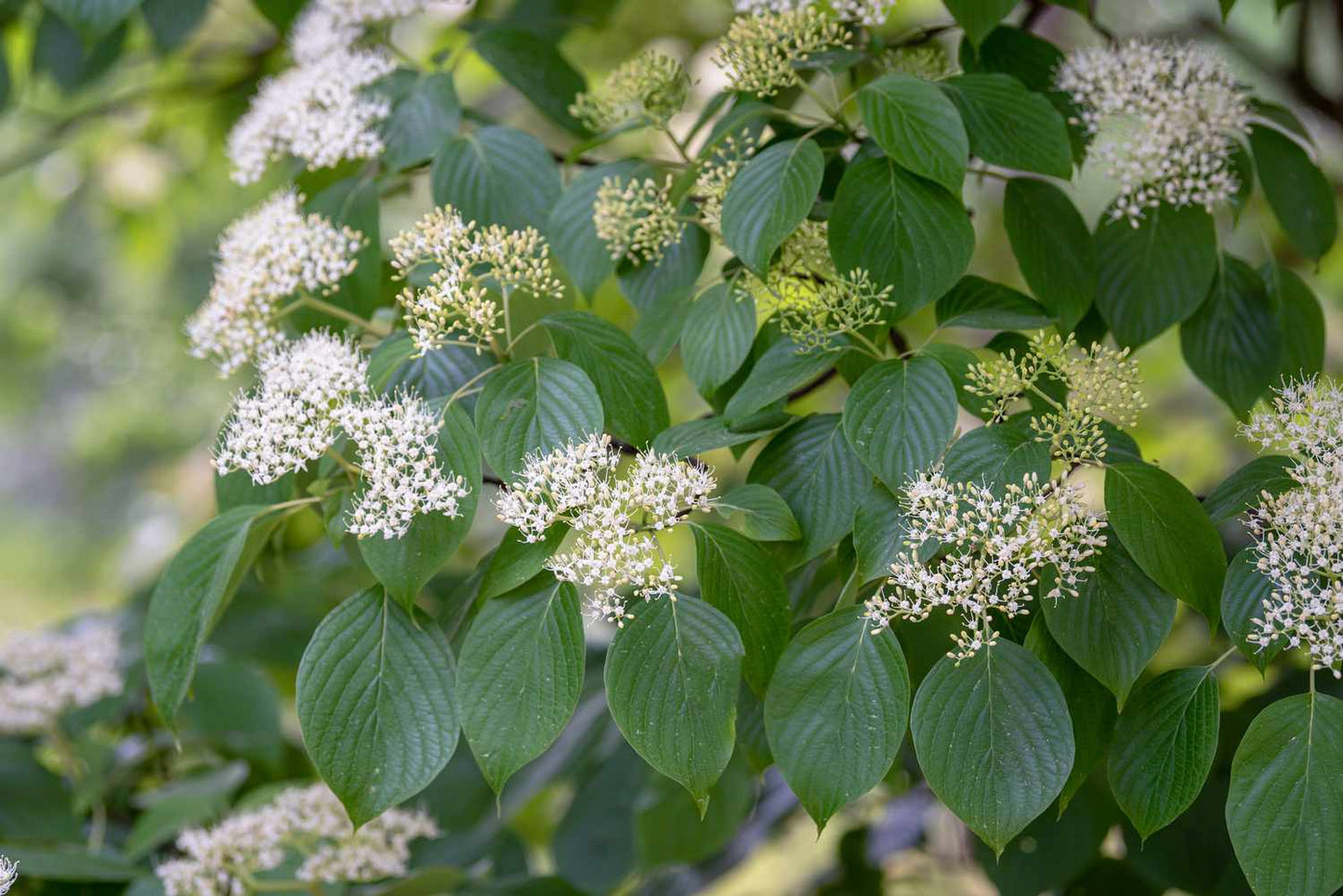 Pagoda Dogwood (Cornus alternifolia)