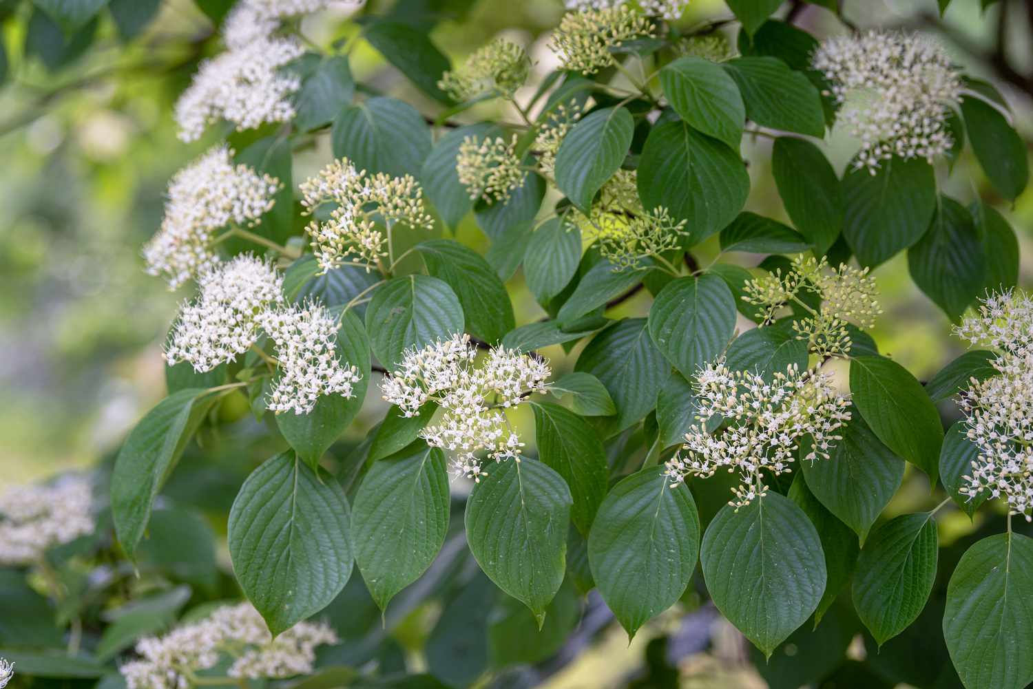 Pagoda Dogwood (Cornus alternifolia) - Ladybird Nursery
