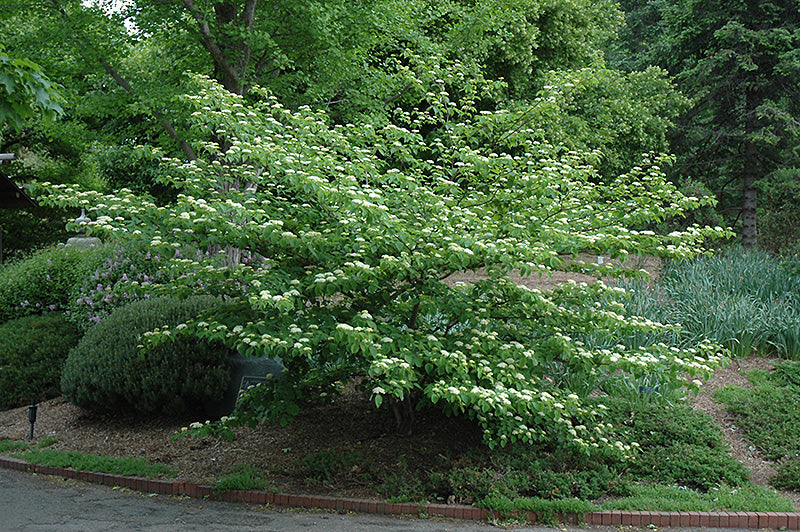 Pagoda Dogwood (Cornus alternifolia)