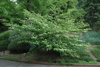Pagoda Dogwood (Cornus alternifolia)