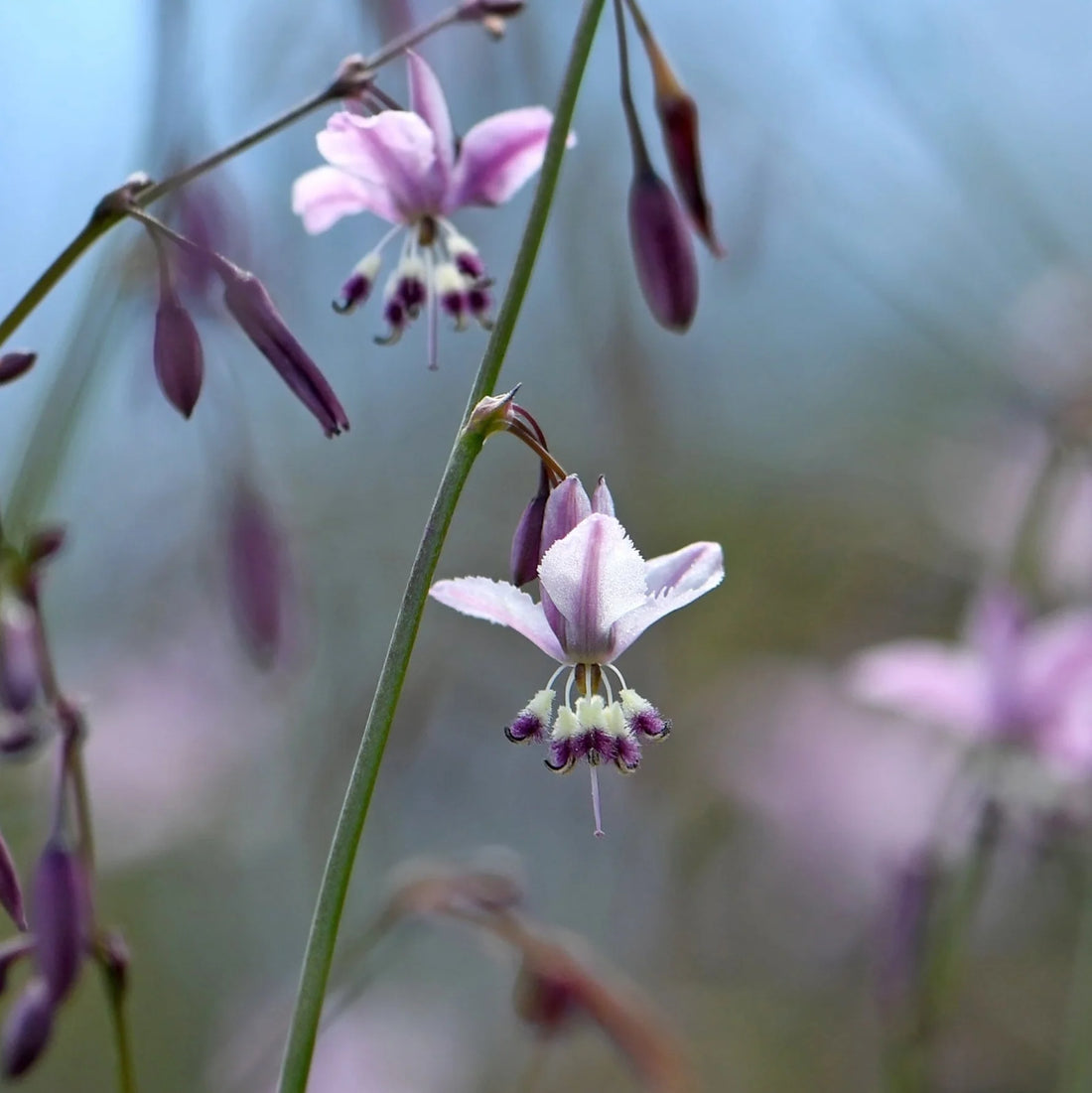 Pale Vanilla-lily (Arthropodium paniculatum) - Ladybird Nursery