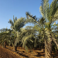 Palm Date Honey Barhee