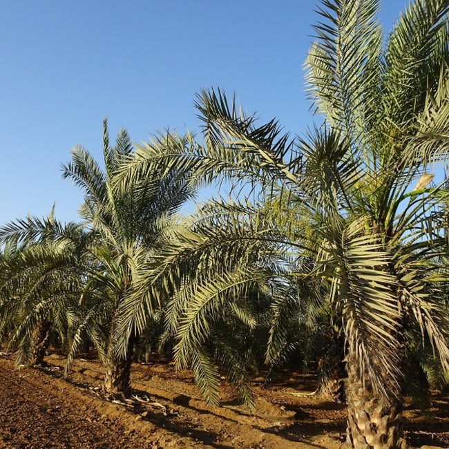 Palm Date Honey Barhee