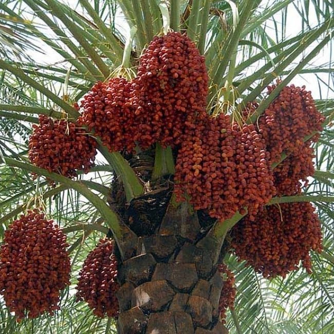Palm Date Khadrawy - Ladybird Nursery