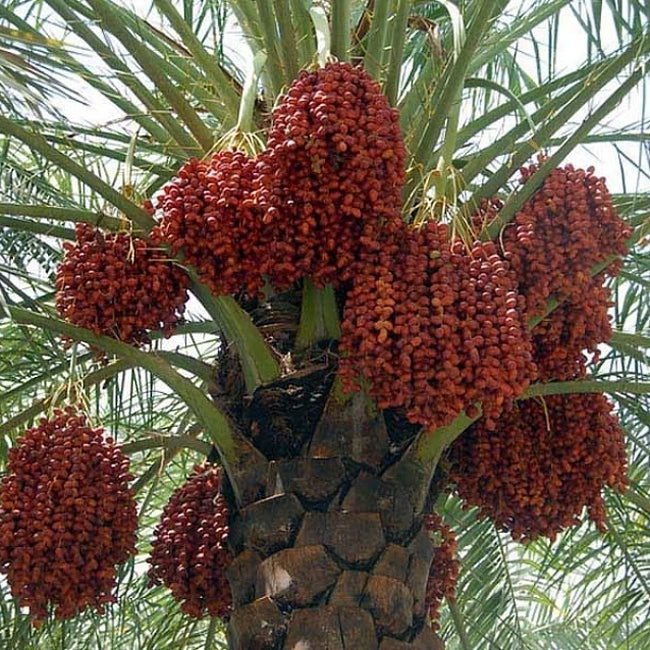 Palm Date Khadrawy