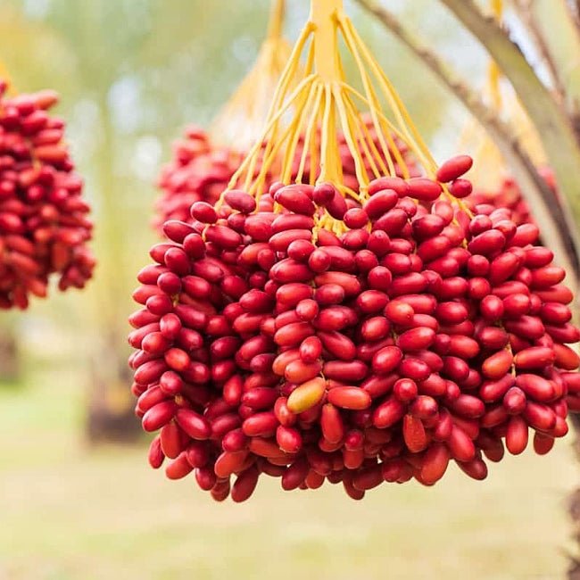Palm Date Khadrawy - Ladybird Nursery