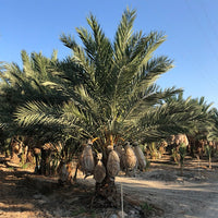 Palm Date Medjool