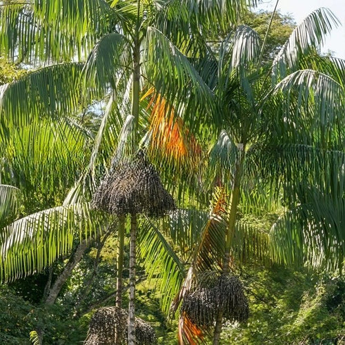 Palm Dwarf Acai - Ladybird Nursery