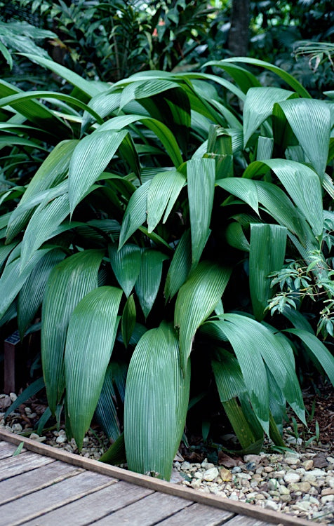 Palm Grass (Molineria capitulata)