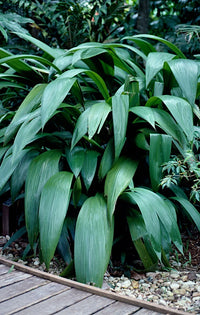 Palm Grass (Molineria capitulata)