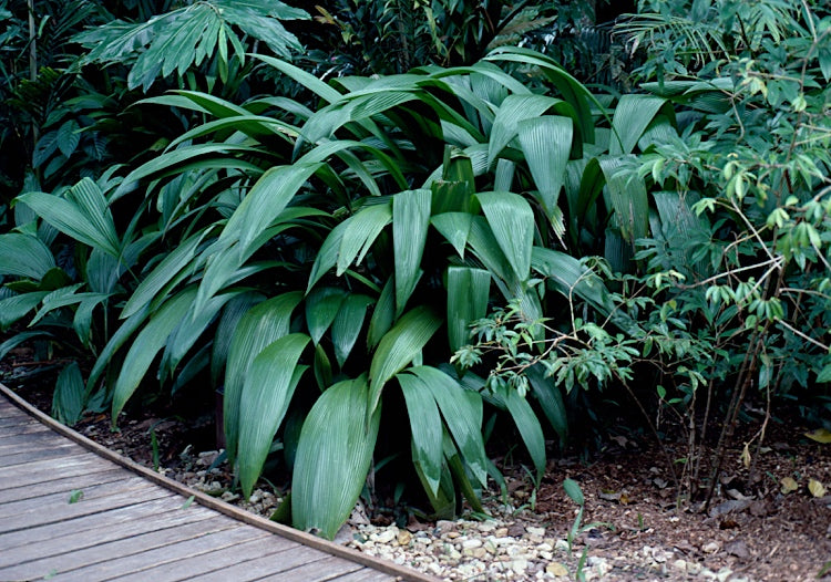 Palm Grass (Molineria capitulata)