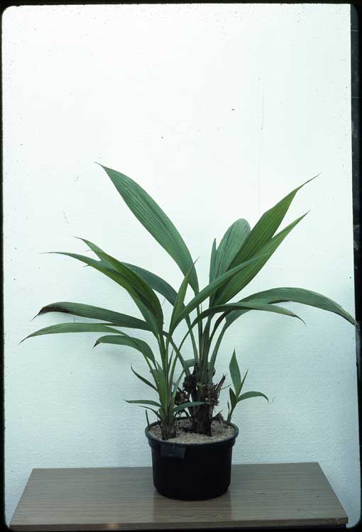 Palm Grass (Molineria capitulata)