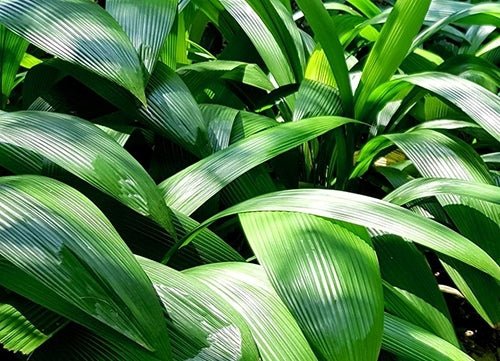 Palm Grass (Molineria capitulata) - Ladybird Nursery