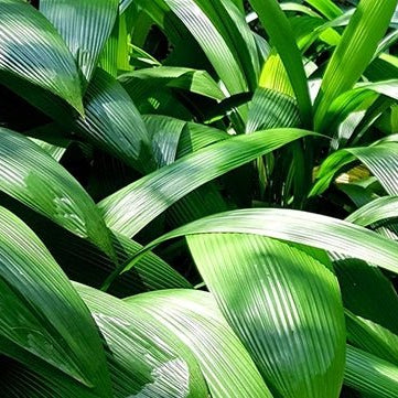 Palm Grass (Molineria capitulata) - Ladybird Nursery