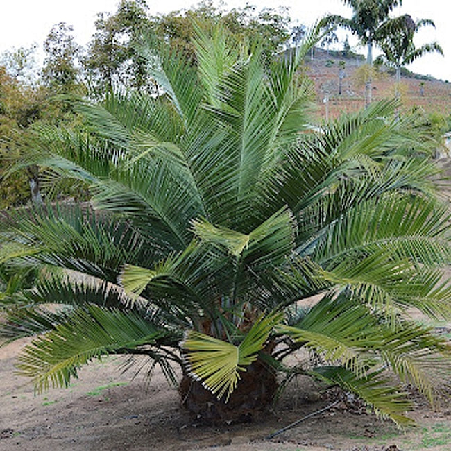Palm Jelly or Wine Palm