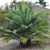 Palm Jelly or Wine Palm