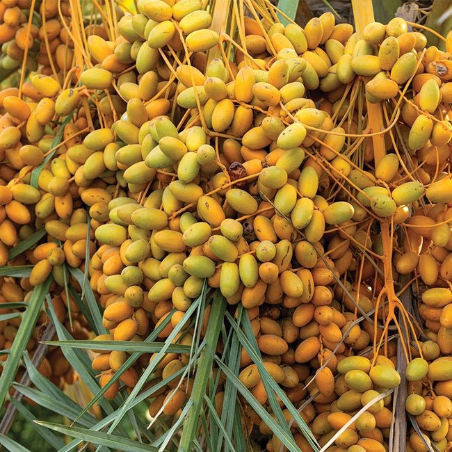 Palm Jelly or Wine Palm - Ladybird Nursery