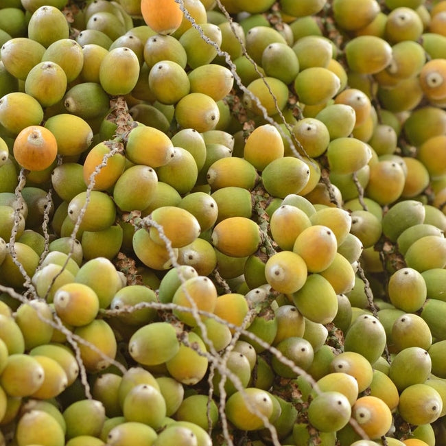 Palm Jelly or Wine Palm