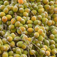 Palm Jelly or Wine Palm - Ladybird Nursery