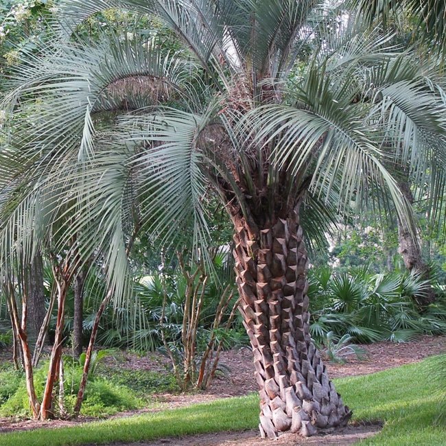 Palm Jelly or Wine Palm - Ladybird Nursery