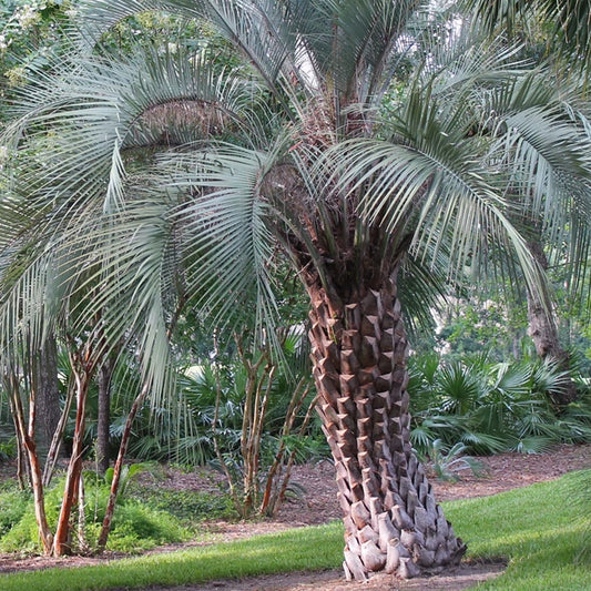 Palm Jelly or Wine Palm