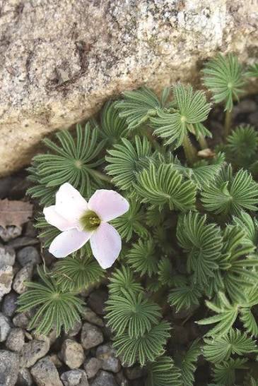 Palm Leaf Oxalis (Oxalis palmifrons) - Ladybird Nursery