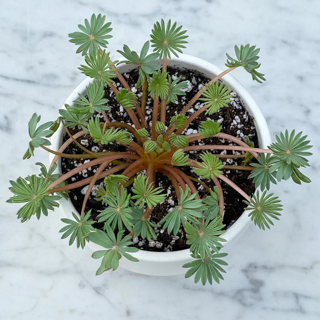 Palm Leaf Oxalis (Oxalis palmifrons) - Ladybird Nursery
