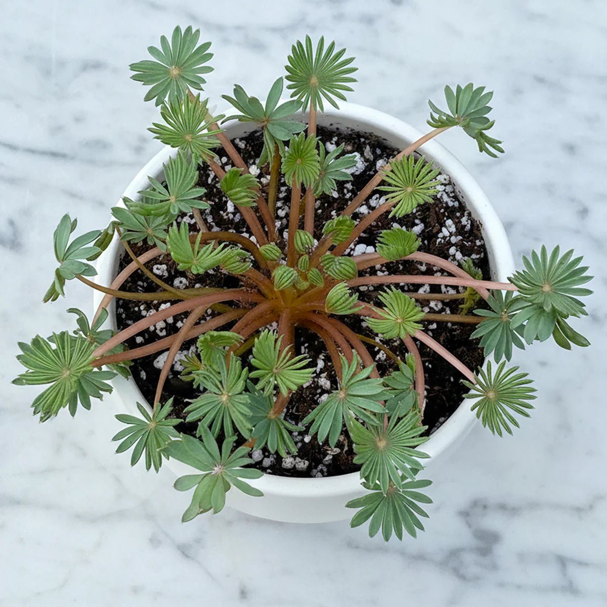 Palm Leaf Oxalis (Oxalis palmifrons) - Ladybird Nursery