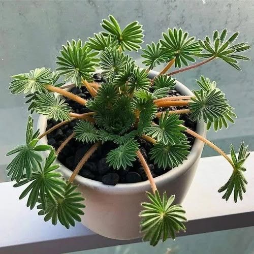 Palm Leaf Oxalis (Oxalis palmifrons) - Ladybird Nursery