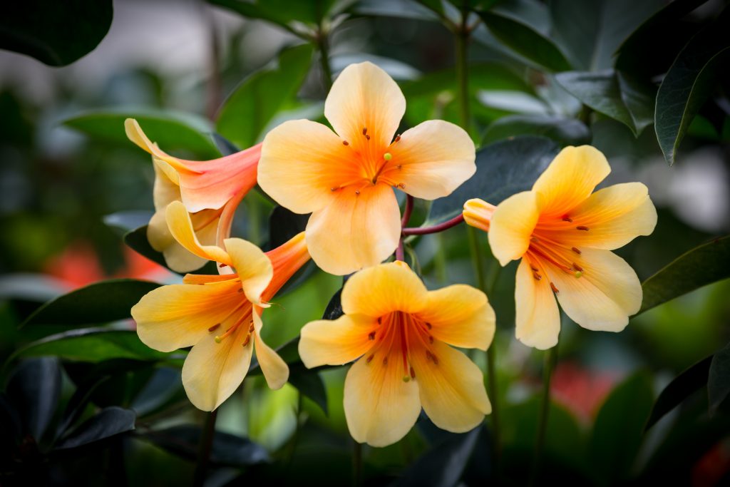 Tropical Rhododendron (Vireya)