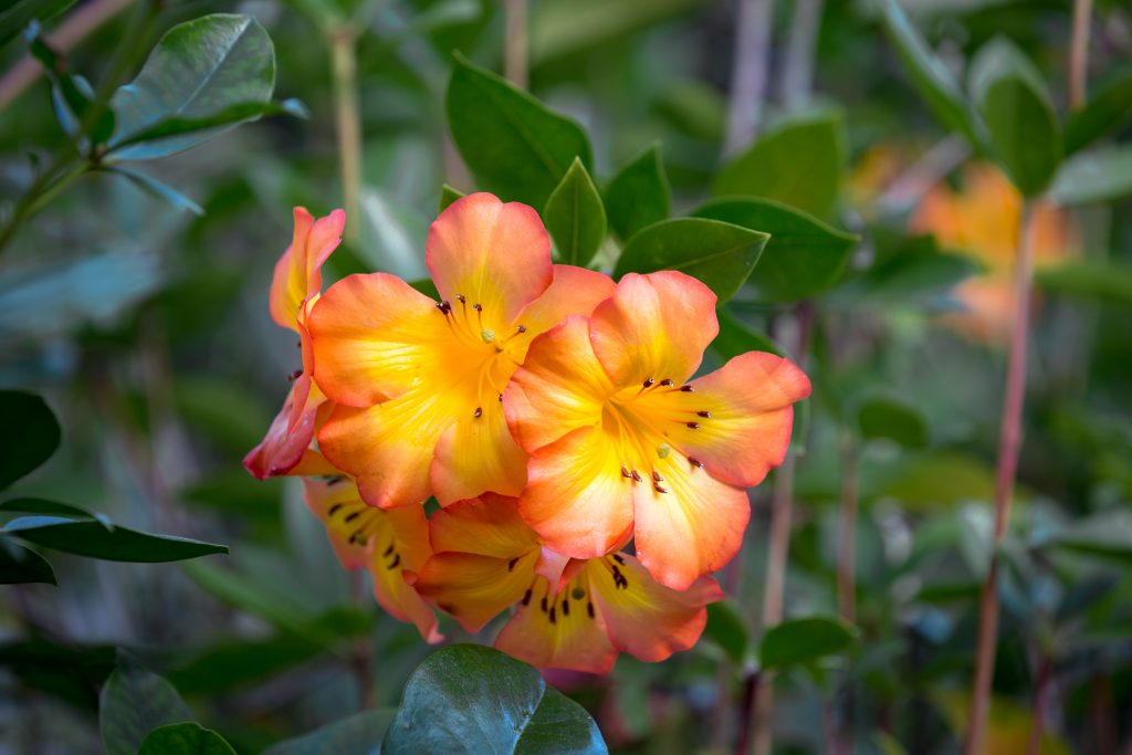 Tropical Rhododendron (Vireya)