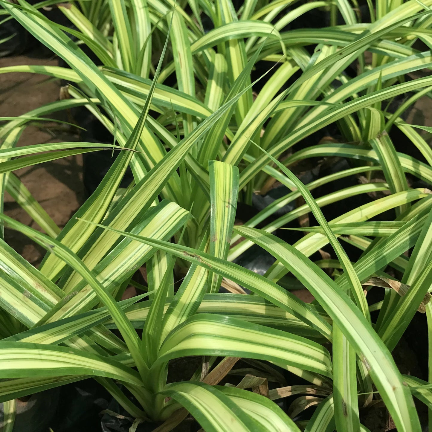 Variegated Screw Pine (Pandanus baptistii)