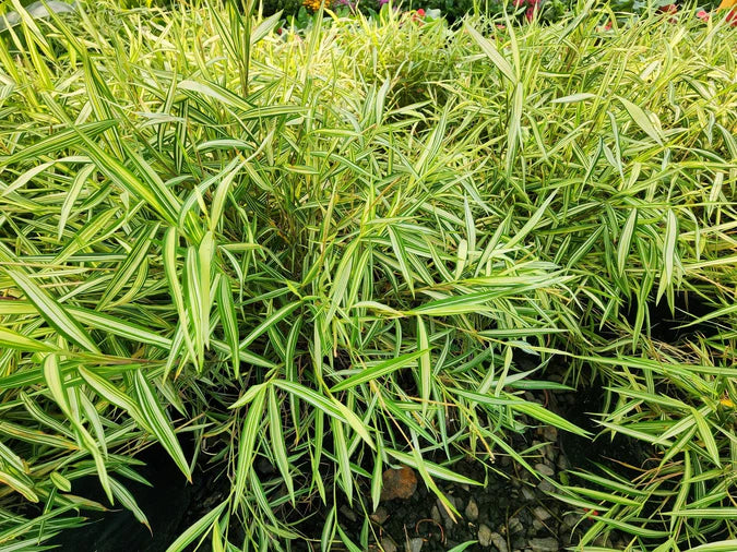 Panda Grass (Pogonatherum paniceum)