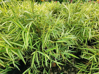 Panda Grass (Pogonatherum paniceum)