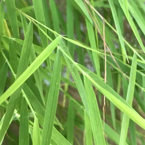 Baby Panda Bamboo (Pogonatherum paniceum)