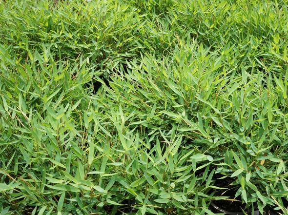 Baby Panda Bamboo (Pogonatherum paniceum)