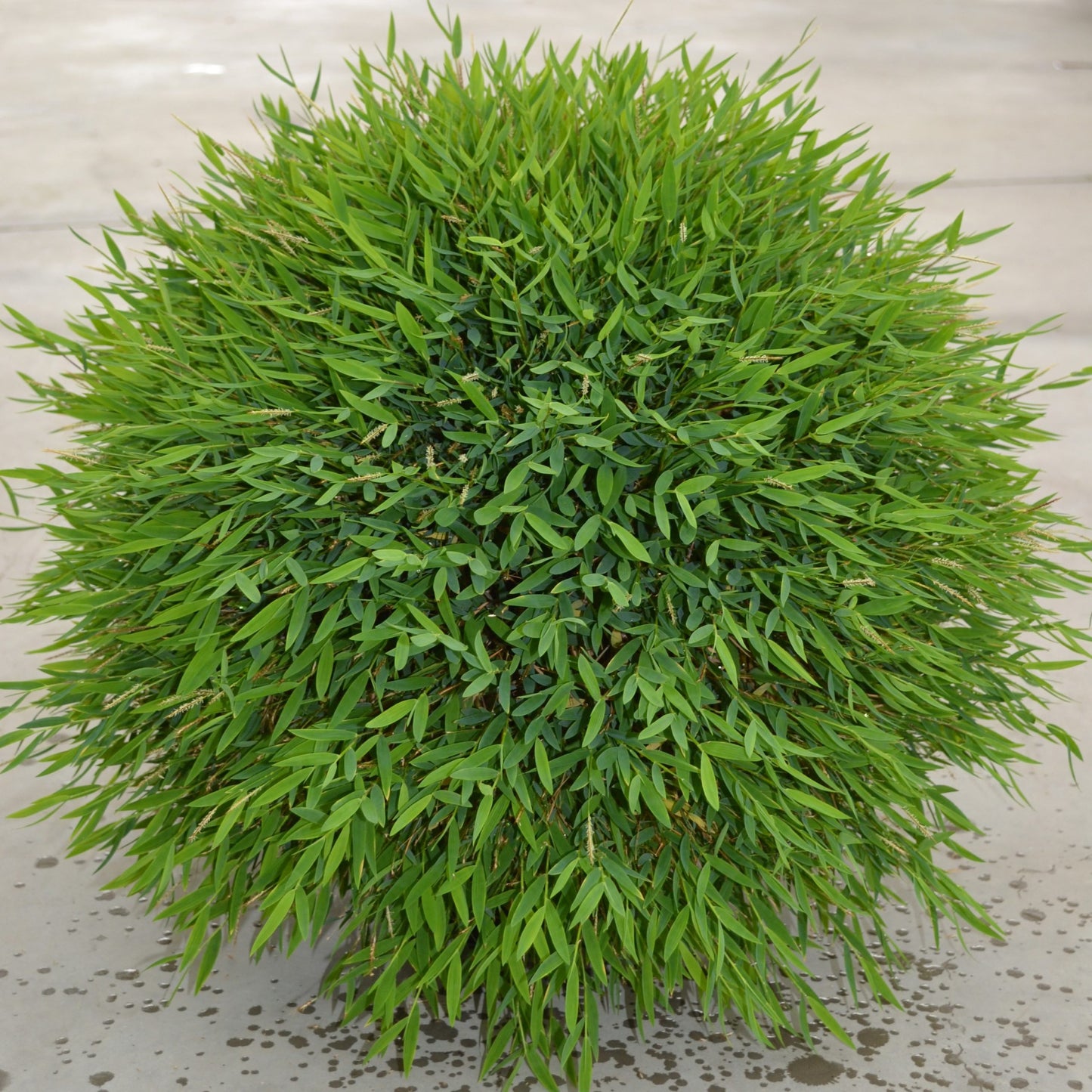 Baby Panda Bamboo (Pogonatherum paniceum)