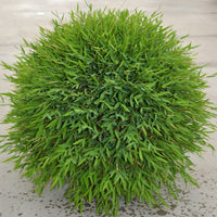 Baby Panda Bamboo (Pogonatherum paniceum)