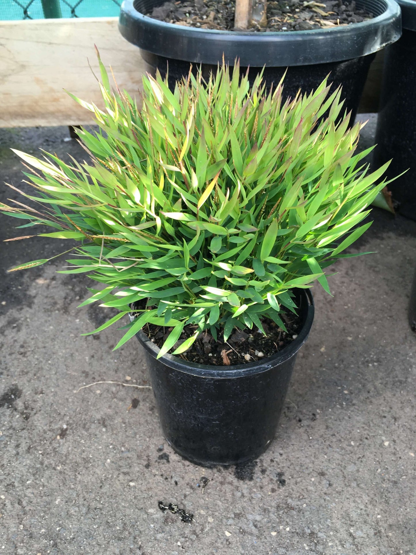 Baby Panda Bamboo (Pogonatherum paniceum)