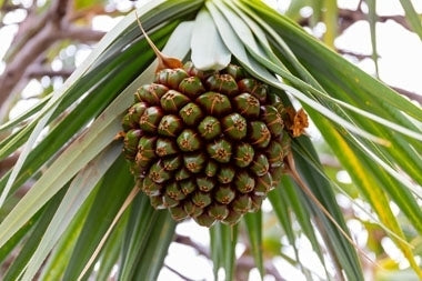 Screw Pine Assorted (Pandanus)