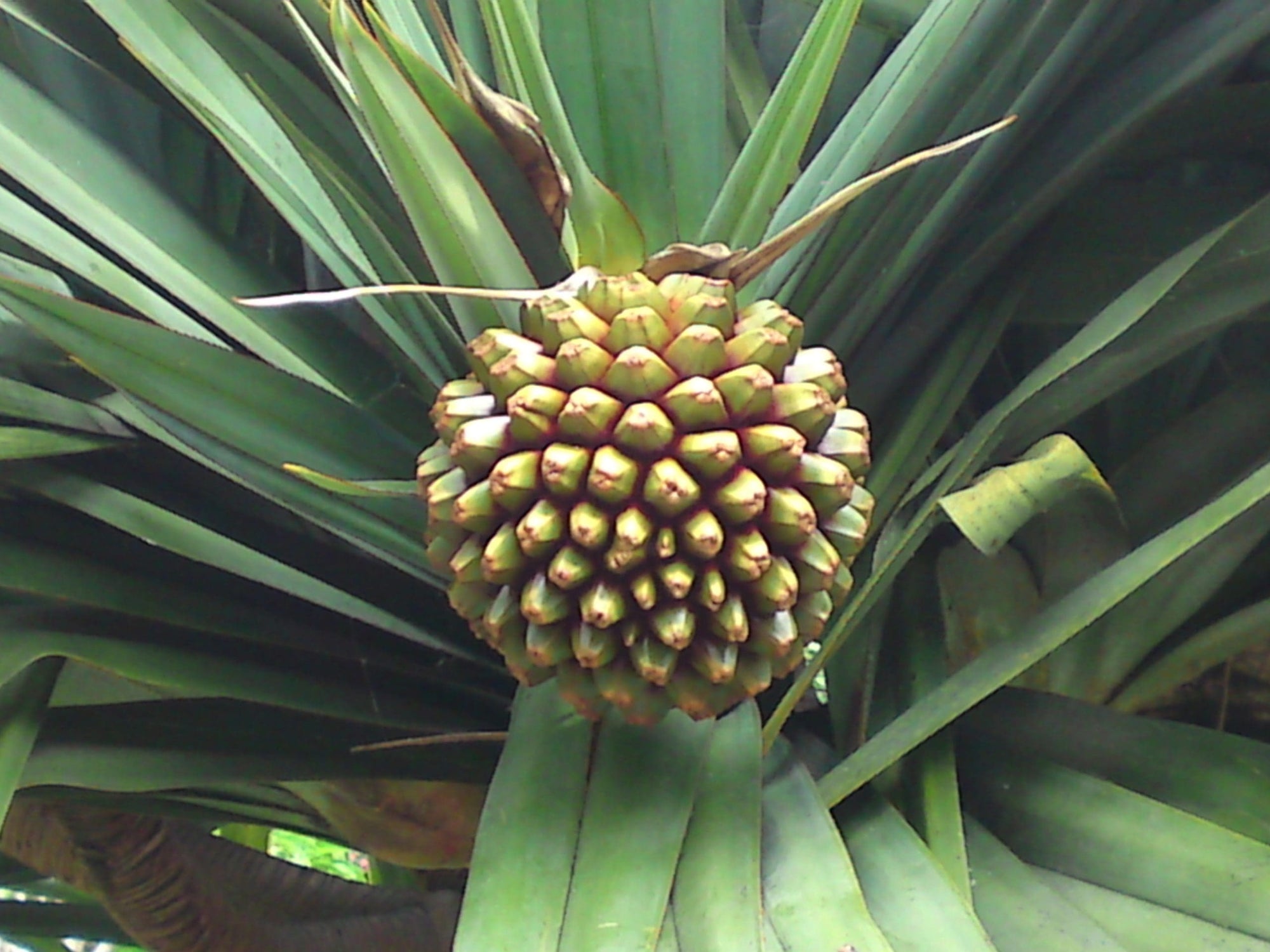 Screw Pine Assorted (Pandanus) - Ladybird Nursery
