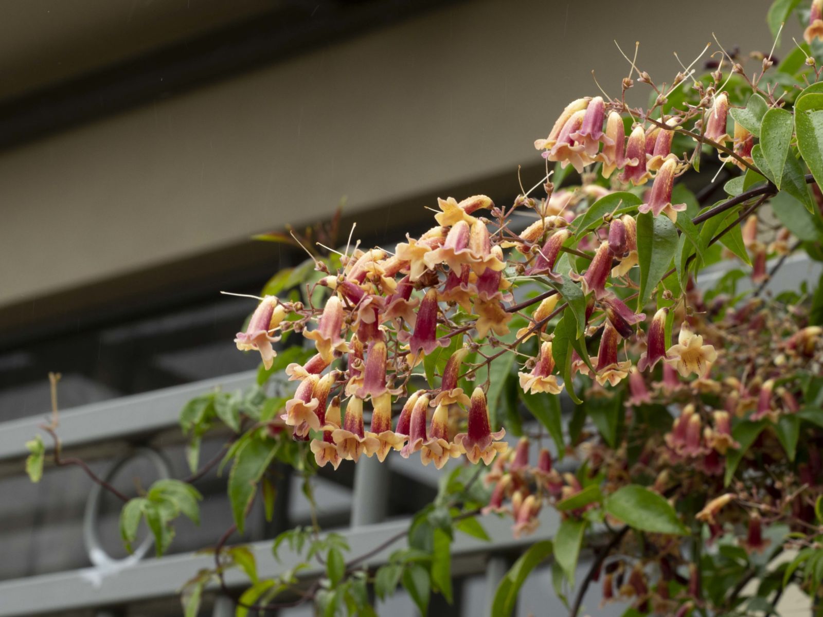 Wonga Wonga Vine (Pandorea pandorana)