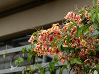 Wonga Wonga Vine (Pandorea pandorana)