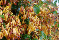 Wonga Wonga Vine Gold Sunset (Pandorea pandorana)